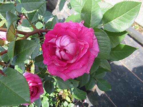 Rosa Fräulein Maria ® - Beetrose - Parfuma Rose - Kordes Rose - ADR Rose von Baumschule Pflanzenvielfalt