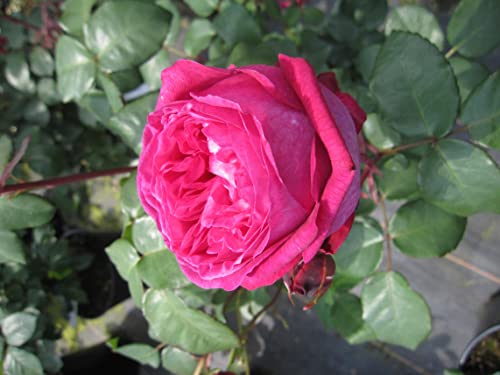 Rosa Freifrau Caroline ® - Beetrose - Parfuma Rose - Kordes Rose - ADR Rose von Baumschule Pflanzenvielfalt
