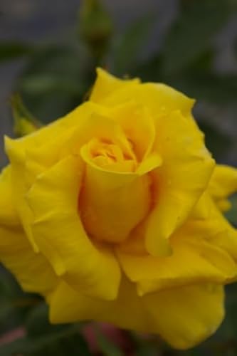 Rosa Friesia® - Beetrose - Kordes Rose von Baumschule Pflanzenvielfalt