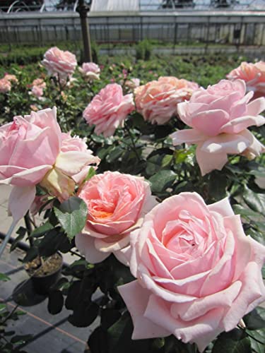 Rosa Garden of Roses ® - Stammrose Garden of Roses ® - Kordes Rose - ADR Rose von Baumschule Pflanzenvielfalt