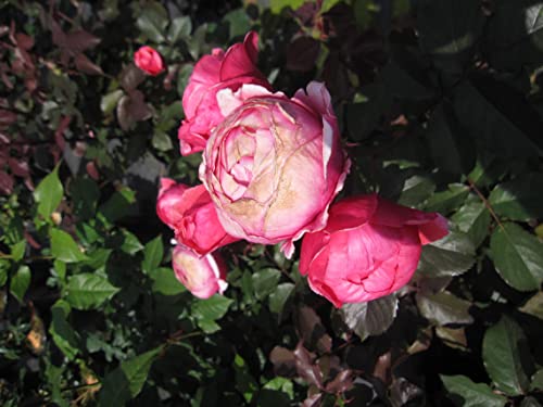 Rosa Gartenprinzessin Marie Jose ® - Beetrose ® - Kordes Rose - ADR Rose von Baumschule Pflanzenvielfalt