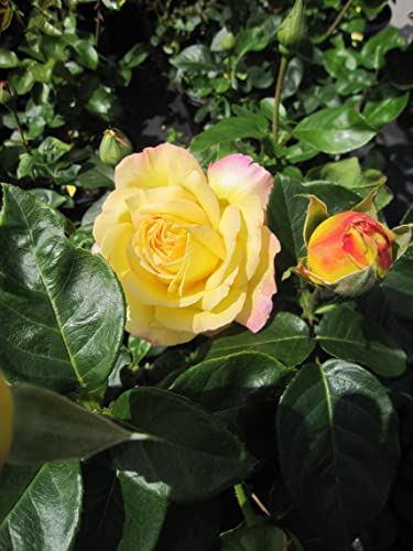 Rosa Gloria Dei - Edelrose Gloria Dei - Synonym Peace - Meilland Rose von Baumschule Pflanzenvielfalt