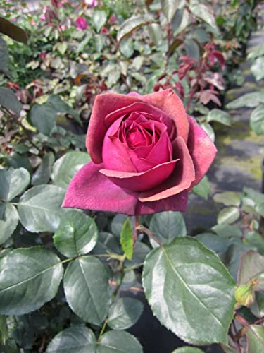 Rosa Gräfin Diana ® - Edelrose - Parfuma Rose - Kordes Rose - ADR Rose von Baumschule Pflanzenvielfalt