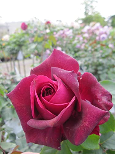 Rosa Gräfin Diana ® - Stammrose - Parfuma Rose ® - Kordes Rose - ADR Rose von Baumschule Pflanzenvielfalt