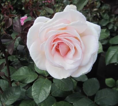 Rosa Gräfin Elke zu Rantzau ® - Edelrose Gräfin Elke zu Rantzau ® - Kordes Rose - Parfuma Rose von Baumschule Pflanzenvielfalt