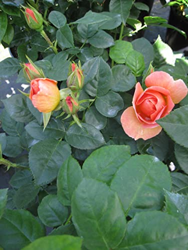 Rosa Hansestadt Rostock ® - Edelrose - Tantau Rose von Baumschule Pflanzenvielfalt