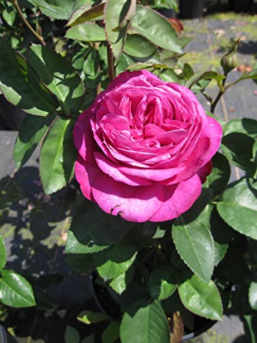 Rosa Heidi Klum ® - Beetrose Heidi Klum ® - Tantau Rose von Baumschule Pflanzenvielfalt