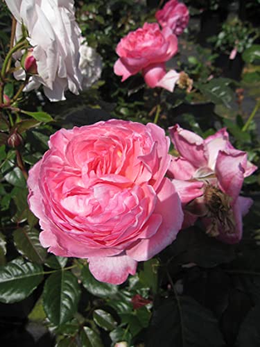 Rosa Herkules ® - Strauchrose Herkules ® - Kordes Rose von Baumschule Pflanzenvielfalt