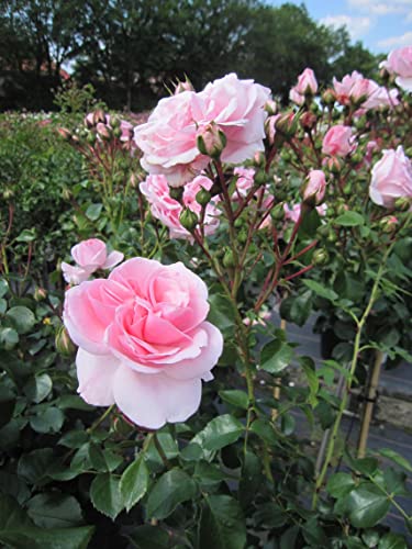 Rosa Home and Garden ® - Märchenrose - Hochstammrose - Kordes Rose von Baumschule Pflanzenvielfalt