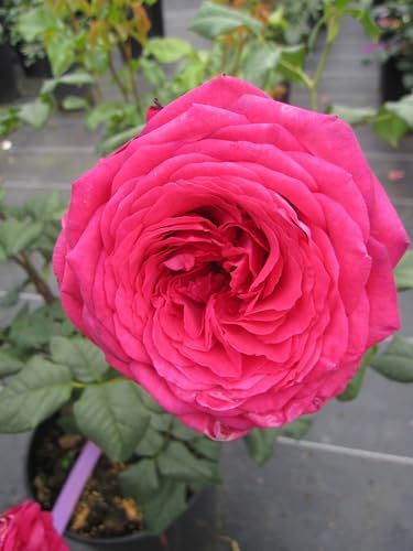 Rosa Johann Wolfgang von Goethe ® - Edelrose - Tantau Rose von Baumschule Pflanzenvielfalt