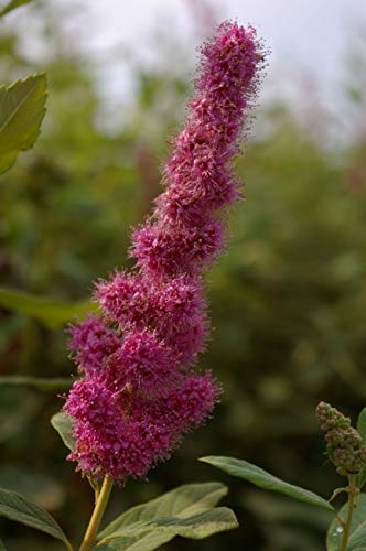 Rosa Kolbenspiere Triumphans - Spiraea billardii Triumphans von Baumschule Pflanzenvielfalt