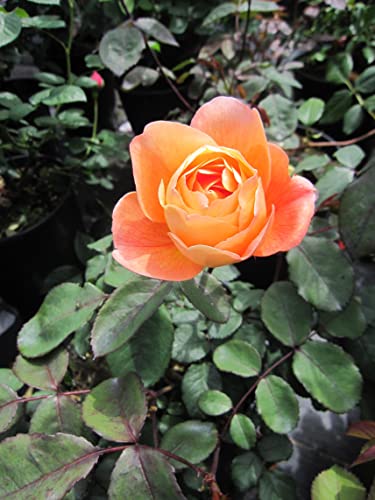 Rosa Lady Emma Hamilton ® - Englische Strauchrose - David Austin Rose - AGM 2012 von Baumschule Pflanzenvielfalt