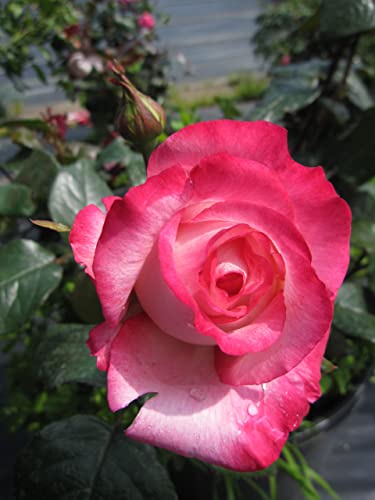 Rosa Leo Ferre® - Edelrose Leo Ferre® von Baumschule Pflanzenvielfalt