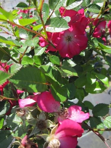 Rosa Lupo ® - Zwergrose Lupo ® - Kordes Rose - ADR Rose von Baumschule Pflanzenvielfalt