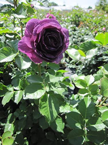 Rosa Minerva ® - Edelrose Minerva ® von Baumschule Pflanzenvielfalt