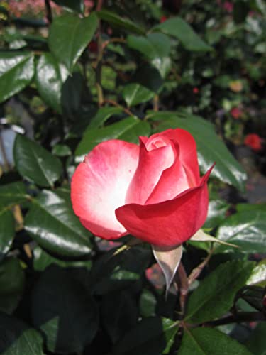 Rosa Nostalgie ® - Hochstammrose Nostalgie ® - Tantau Rose von Baumschule Pflanzenvielfalt