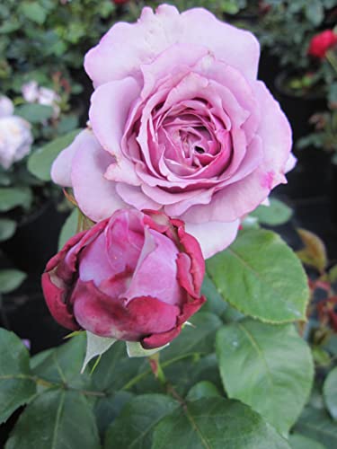 Rosa Novalis - Märchenrose Novalis® - Kordes Rose - ADR Rose von Baumschule Pflanzenvielfalt