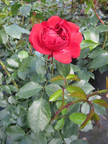 Rosa Out of Rosenheim - Märchenrose - Kordes-Rose von Baumschule Pflanzenvielfalt