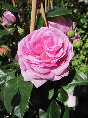 Rosa Ozeana ® - Kletterrose Ozeana ® - Tantau Rose von Baumschule Pflanzenvielfalt