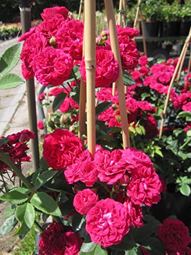 Rosa Perennial Domino ® - Kletterrose Perennial Domino ® - Tantau Rose von Baumschule Pflanzenvielfalt