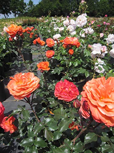 Rosa Phoenix ® - Beetrose Phoenix ® - Kordes Rose von Baumschule Pflanzenvielfalt
