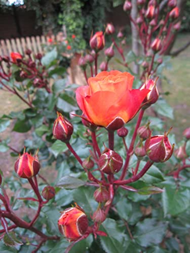 Rosa Phoenix ® - Stammrose Phoenix ® - Kordes Rose von Baumschule Pflanzenvielfalt