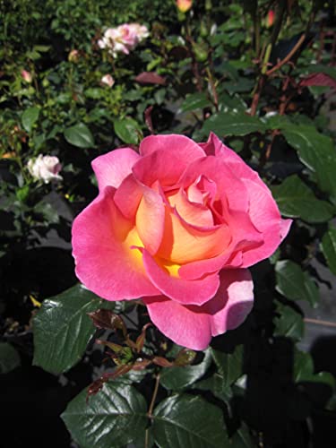 Rosa Pink Paradies ® - Edelrose Pink Paradies ® - ADR Rose - von Baumschule Pflanzenvielfalt