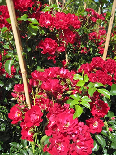 Rosa Rambling Rosie ® - Ramblerrose Rambling Rosie ® - Warner Rose von Baumschule Pflanzenvielfalt