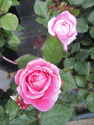 Rosa Rosengräfin Marie Henriette ® - Beetrose - Kordes Rose - Parfuma Rose von Baumschule Pflanzenvielfalt