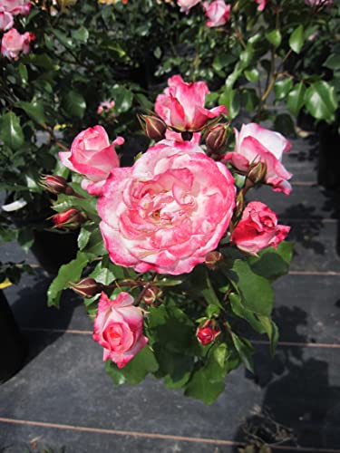 Rosa Rosenstadt Freising ® - Strauchrose - Kordes Rose von Baumschule Pflanzenvielfalt