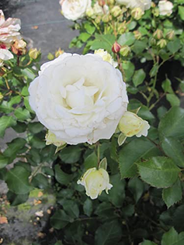 Rosa Schneeküsschen ® - Beetrose Schneeküsschen ® - Kordes Rose - Lilliputs ® von Baumschule Pflanzenvielfalt