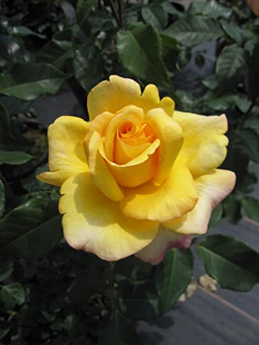 Rosa Sunny Sky® - Edelrose Sunny Sky® von Baumschule Pflanzenvielfalt
