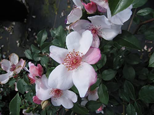 Rosa Sweet Pretty ® - Beetrose Sweet Pretty ® - Meilland Rose von Baumschule Pflanzenvielfalt
