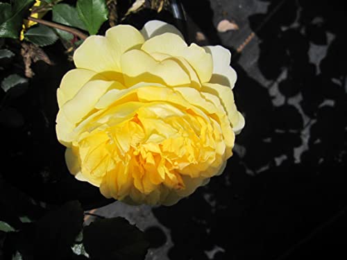 Rosa The Poet's Wife ® - Englische Strauchrose - David Austin Rose von Baumschule Pflanzenvielfalt