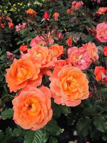 Rosa Westerland® - Strauchrose Westerland® - kupferorange - Duft+++ - Kordes-Rose von Baumschule Pflanzenvielfalt