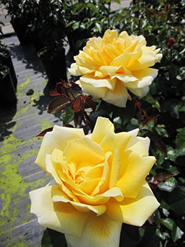 Rosa Winter Sun ® - Edelrose Winter Sun ® - Kordes Rose - Eleganza Kollektion von Baumschule Pflanzenvielfalt