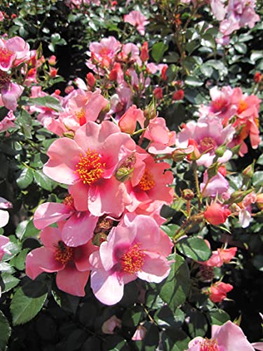 Rosa orienta Shila ® - Beetrose orienta Shila ® - Tantau Rose von Baumschule Pflanzenvielfalt