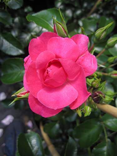 Rose Heidetraum ® PLUS - Kletterrose - Noack Rose - ADR Rose - Goldene Rose von Baumschule Pflanzenvielfalt