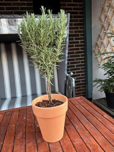 Rosmarin Mini-Stamm - Rosmarinus officinalis Stämmchen - 20cm+Krone von Baumschule Pflanzenvielfalt