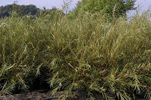 Baumschule Pflanzenvielfalt Rosmarinweide - Lavendelweide - Salix rosmarinifolia von Baumschule Pflanzenvielfalt
