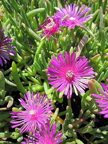 Rote Mittagsblume - Delosperma cooperi Stückzahl Rabatt 3er-Paket von Baumschule Pflanzenvielfalt