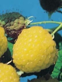 Rubus idaeus Golden Queen - gelbe Himbeere Golden Queen von Baumschule Pflanzenvielfalt