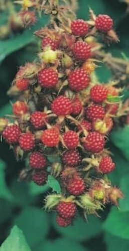 Rubus phoeniculasius - Japanische Weinbeere von Baumschule Pflanzenvielfalt