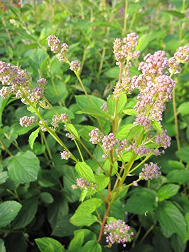 Säckelblume Perle Rose - Ceanothus pallidus Perle Rose - immergrüner Zierstrauch von Baumschule Pflanzenvielfalt