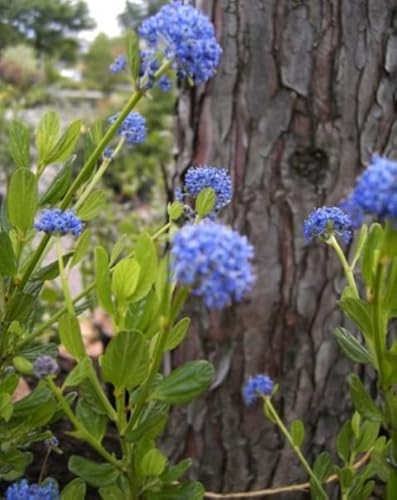 Säckelblume Victoria - Ceanothus impressus Victoria - immergrün (30-40) von Baumschule Pflanzenvielfalt