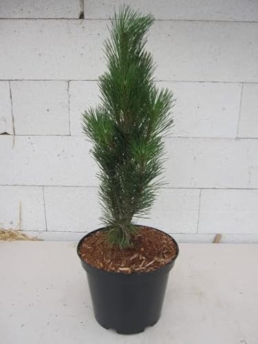Säulen-Schwarzkiefer Green Tower - Pinus nigra Green Tower - 30-40 von Baumschule Pflanzenvielfalt