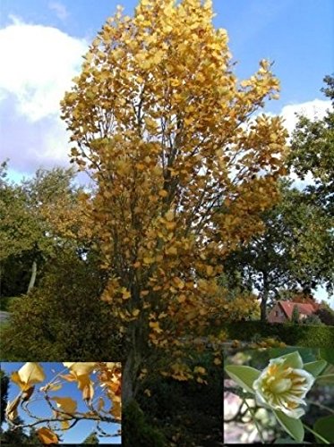 Säulen-Tulpenbaum - Liriodendron tulipifera fastigiata (80-100) von Baumschule Pflanzenvielfalt