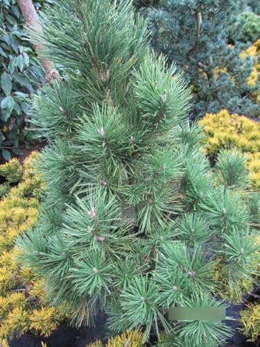 Säulenkiefer Green Column - Pinus mugo Green Column von Baumschule Pflanzenvielfalt