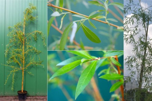 Salix alba Tristis Resistenta - Trauerweide-Hängeweide 125-150 von Baumschule Pflanzenvielfalt