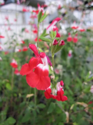 Salvia greggii Hot Lips - Pfirsich-Salbei - Mexikanischer Salbei Hot Lips Verpackungseinheit 10 Salvia greggii Hot Lips - Pfirsich-Salbei - Mexikanischer Salbei Hot Lips Verpackungseinheit 10 von Baumschule Pflanzenvielfalt